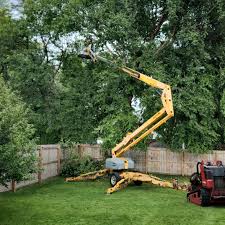 Best Storm Damage Tree Cleanup  in San Pablo, CA