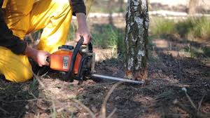  San Pablo, CA Tree Removal Pros