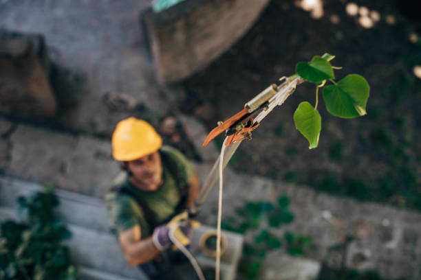 Best Tree Health Inspection  in San Pablo, CA