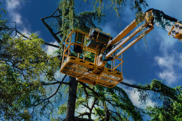 How Our Tree Care Process Works  in  San Pablo, CA