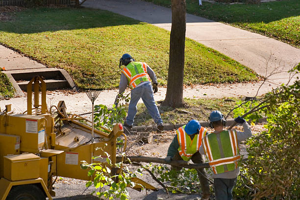 Best Tree Risk Assessment  in San Pablo, CA