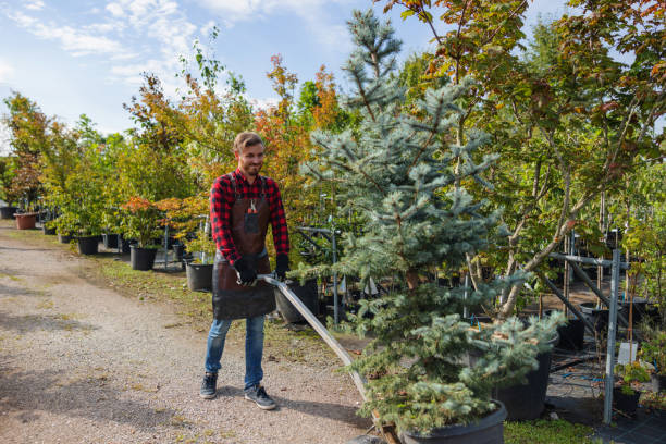 Best Arborist Consultation Services  in San Pablo, CA