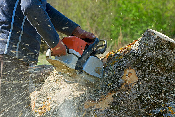 Best Tree Maintenance Programs  in San Pablo, CA