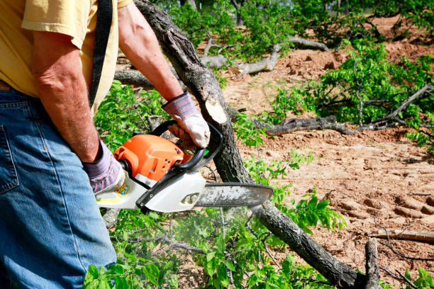 Best Leaf Removal  in San Pablo, CA
